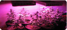 led grow lights